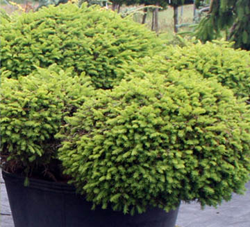 Dwarf Conifers Are the Heart of a Good Winter Garden - Far West Turf